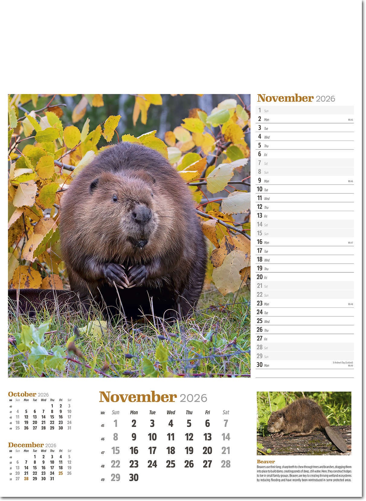 Wildlife in Britain Wall Calendar