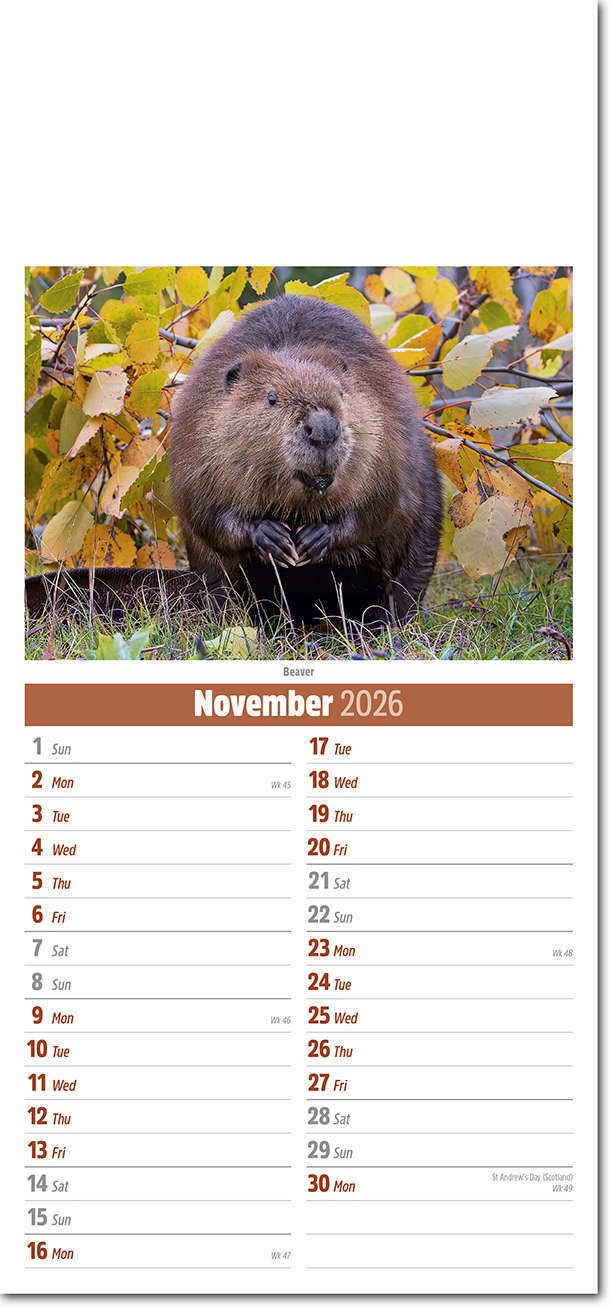 Slimline British Wildlife Compact Calendar